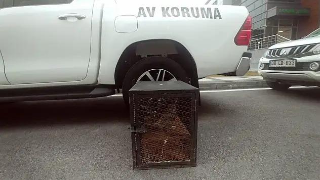 Yaralı atmaca tedavi altına alındı
