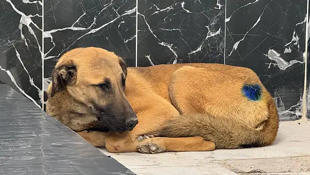 Yaralı bulunan köpek sağlığına kavuştu