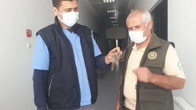 Yaralı Çobanaldatan için tedavi süreci başladı