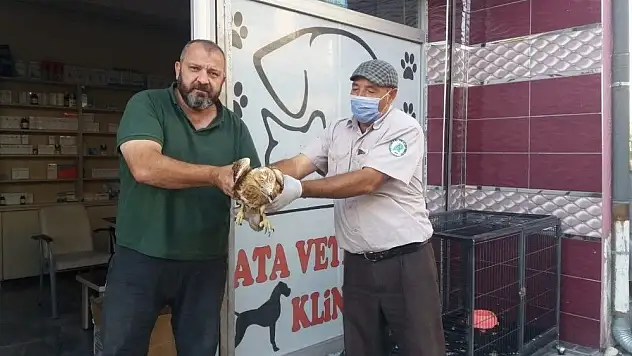 Yaralı Kızıl Şahin tedaviye alındı