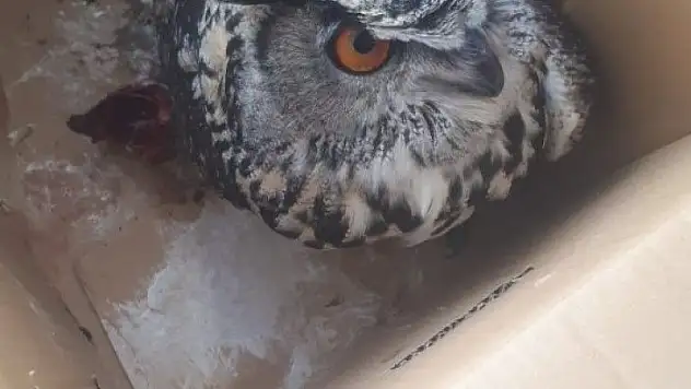 Yaralı puhu kuşu tedavi altına alındı