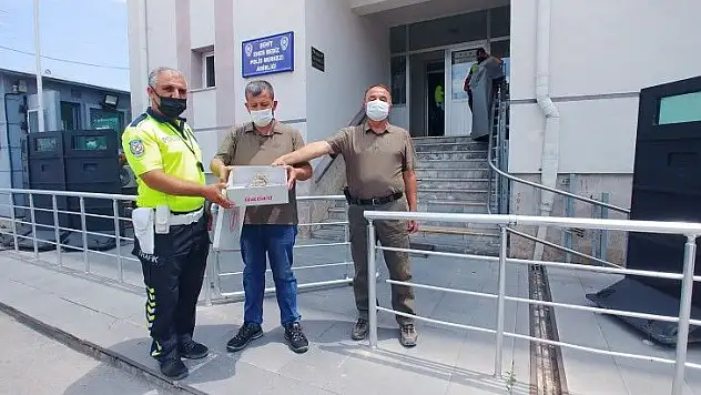 Yaralı yavru baykuşlar tedavi altına alındı