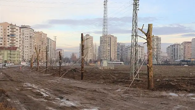 50 yaşındaki ağaç yeniden toprakla buluştu