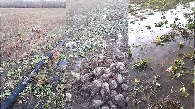 YAZIKLAR OLSUN!