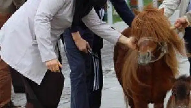 YENİ DOĞAN PONY HAYATA GÖZLERİNİ AÇTI