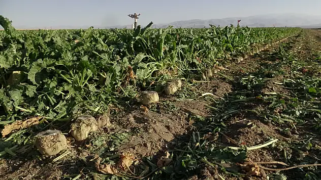 Yeşilhisar'da pancar hasadı başladı!