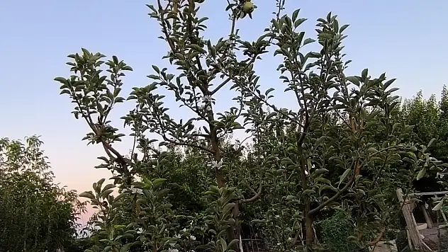 Yeşilhisar'da şaşırtan olay!