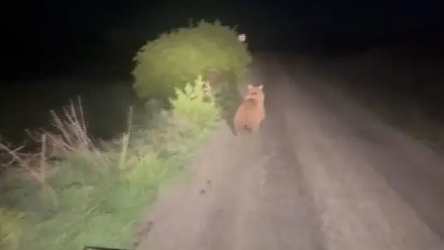 Yolda ayıyla karşılaştı