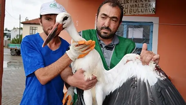 Yuvasından düşen leylek Bünyan Belediyesi'ne emanet