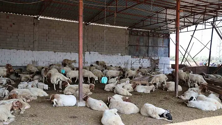 O hastalık 20 yıl sonra ilk kez görüldü