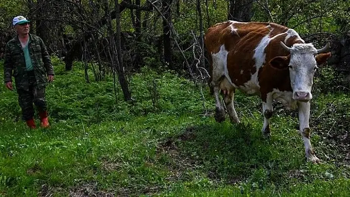 İneğine gözü gibi bakıyor!