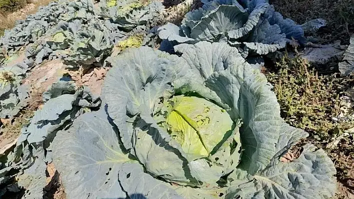 30-40 kilo geliyor! Görenleri şaşkına çeviren ürün Tomarza'da yetişiyor