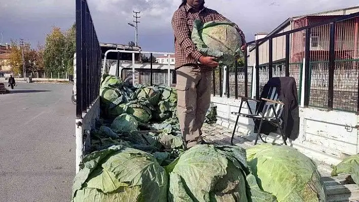 35 kiloluk lahanalar şaşırtıyor...