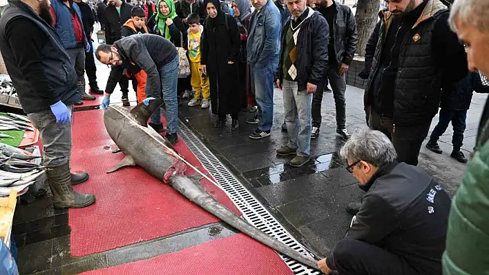 Yasaklı köpek balığının satışına ceza