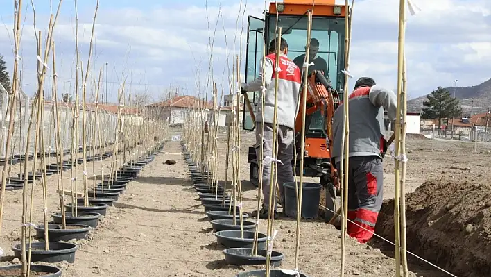 Melikgazi 4 bin 500 Adet çınar fidanı dikti