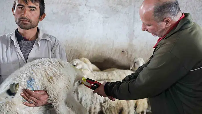 Talas Belediyesi'nden 8 bin 885 hayvana destek