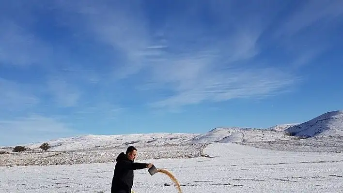 Aç kalan kuşlar için 85 kilometre giderek aralıklarla yem bıraktı
