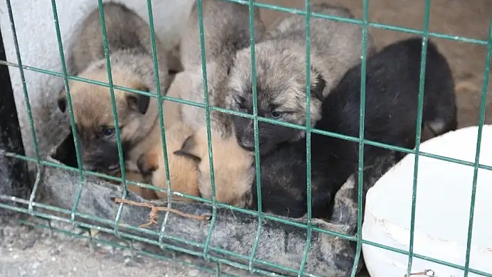 Aç ve donmak üzere olan yavru köpekler hayvan barınağına yerleştirildi
