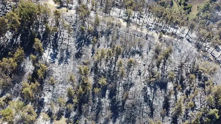 Adana'da 14 saatte 250 hektar orman yandı