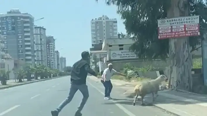 Kaçan koyun ve keçiler sahiplerini peşlerinden koşturdu
