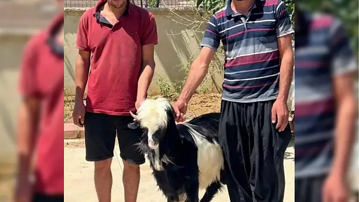 Adana'da keçi çalan 2 şüpheli yakalandı