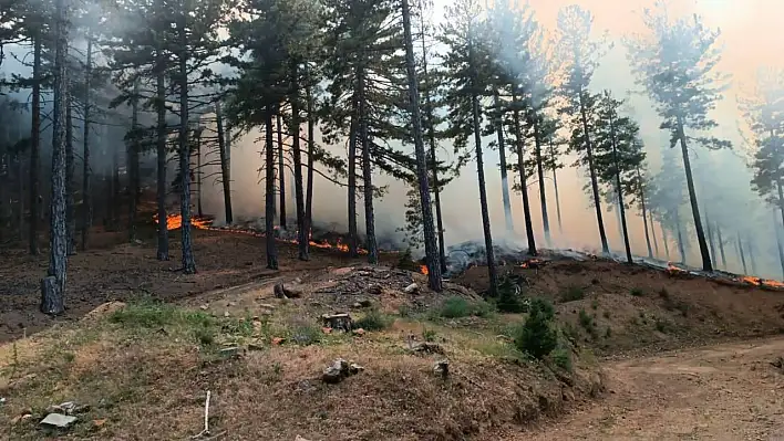 Adana Feke'de orman yangını