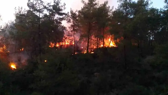 Adana'da ormanlık alanda yangın