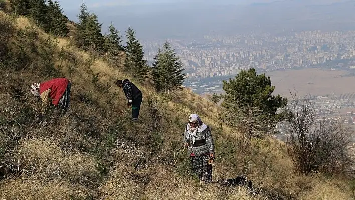 Ali Dağı Kayseri'nin akciğeri olacak