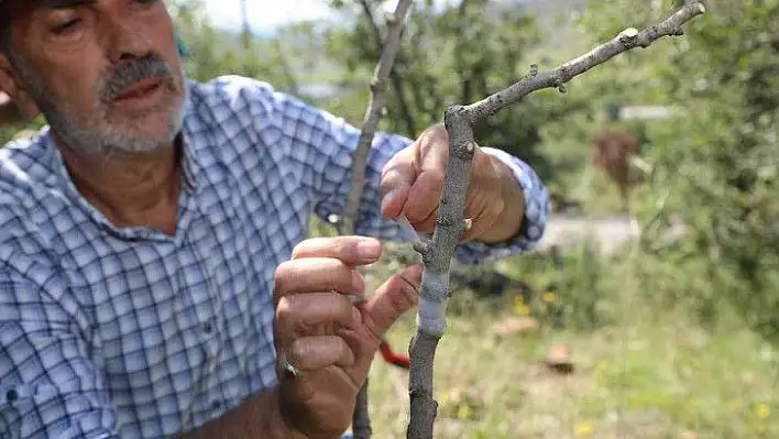 Ali Dağı'nda yetiştirilmesi için düğmeye basıldı!