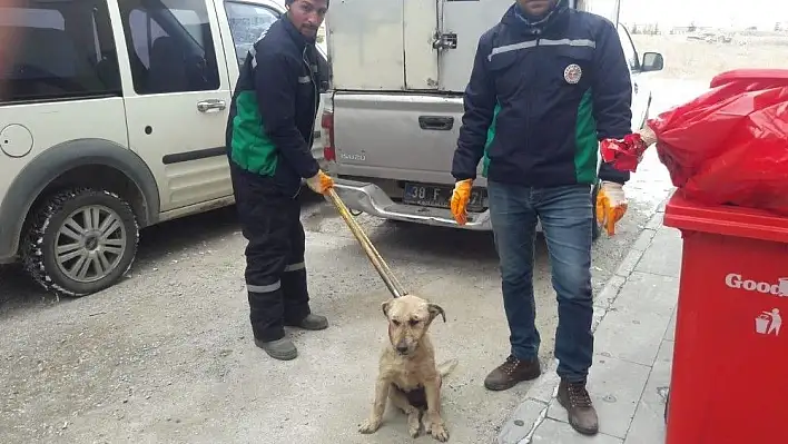 Aracın çarptığı köpek Hayvan Hastanesi'nde tedavi altına alındı
