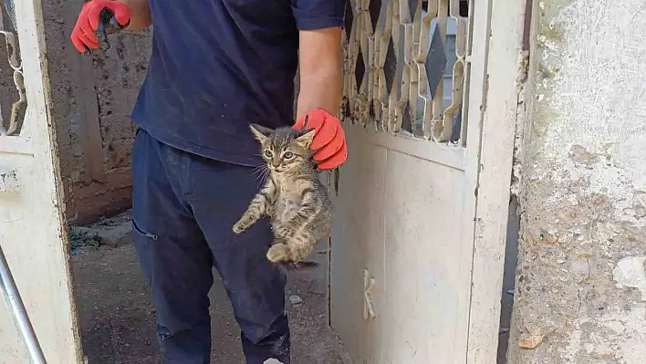 Yavru kedi aracın motoruna sıkıştı