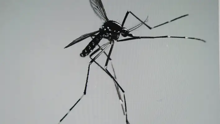 Asya kaplan sivrisineğine karşı uzmanı uyardı