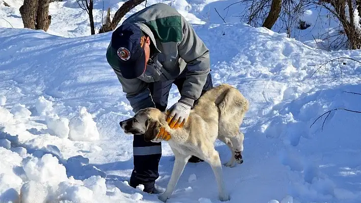 Ayağı kırılan köpeğe belediye sahip çıktı