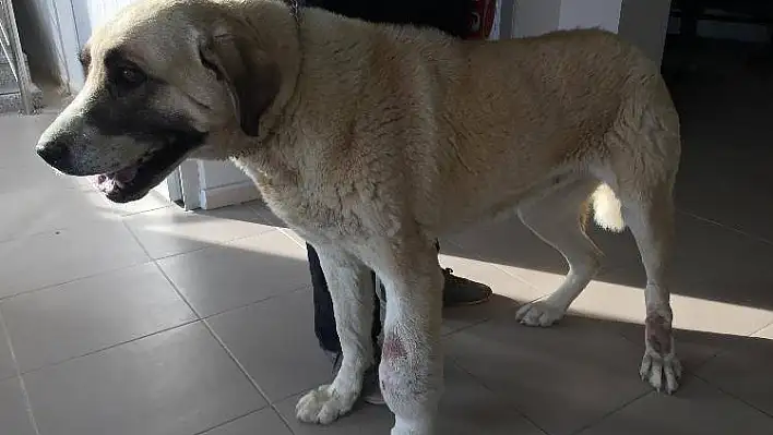 Ayağı tümörlü köpek sağlığına kavuştu