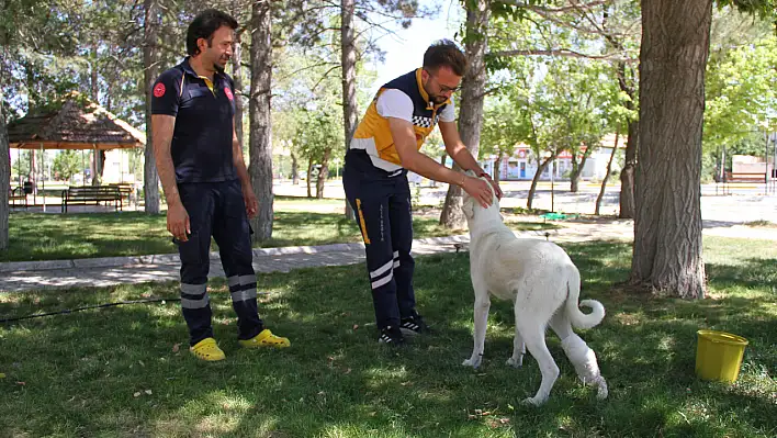 Ayağı yaralı köpeğe sağlık çalışanları sahip çıktı