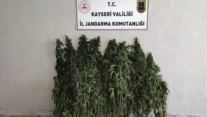 Kenevir yetiştiren şahıs yakalandı