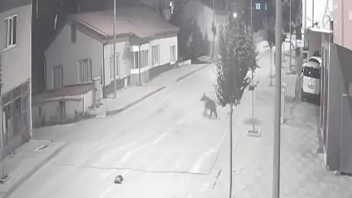 Ayılar ilçeyi mesken tuttu