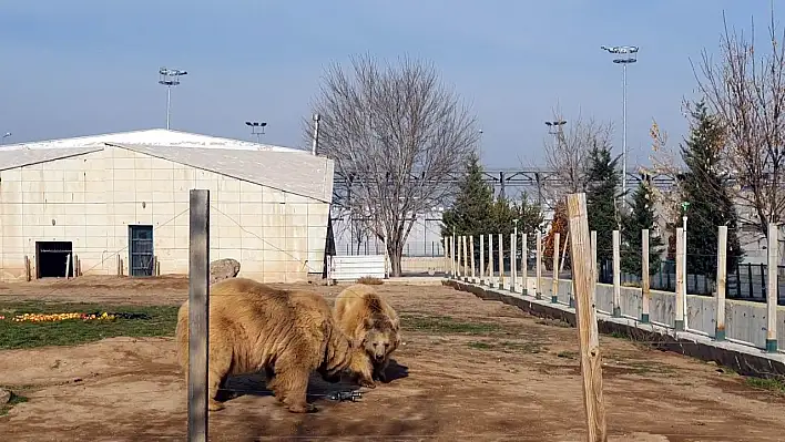 Ayıların dron ile imtihanı