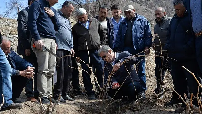 Bağlarda Budama ve Terbiye Sistemleri Eğitimi