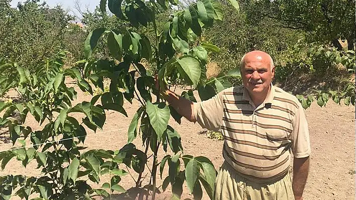 Bağlarda vurgun iddiası!