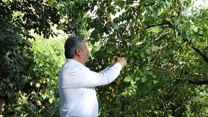 Palancıoğlu, kimin bahçesine girdi? 