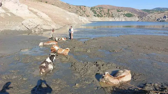 6 inek bataklığa saplandı