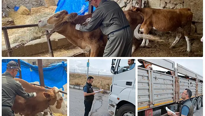 Bayram öncesi hayvan alarmı! Yol kontrolü yaptılar...