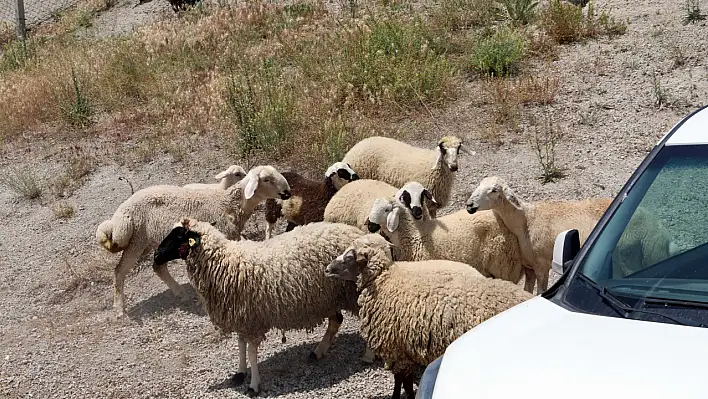 Bayramda kaybolan sürüye belediye sahip çıktı