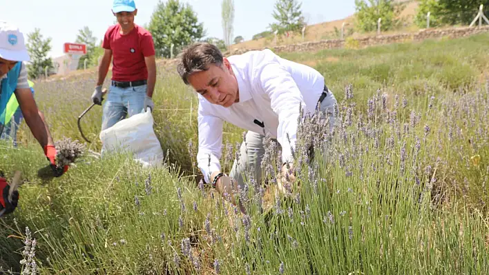 Belediye Başkanı tarlada bakın ne yaptı