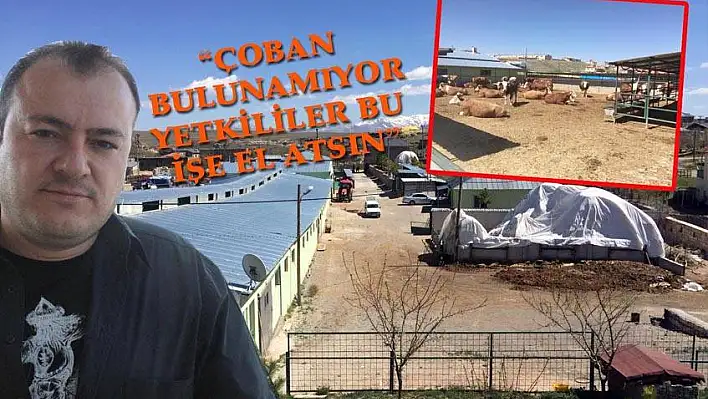 2 Bin TL maaşla çoban aranıyor! 'Çoban yetenekliyse maaş artabilir'