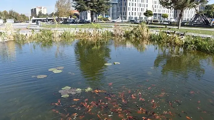 Biyolojik göletli yaşam alanı Türkiye'ye örnek oluyor