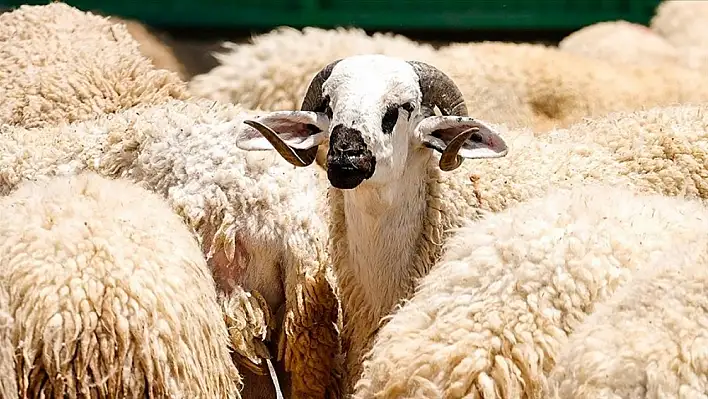 Bu bayram kurbanınızı Mehmetçik için bağışlayabilirsiniz! Bedeller belli oldu