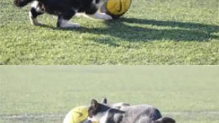 BU DA FUTBOLCU KEDİ