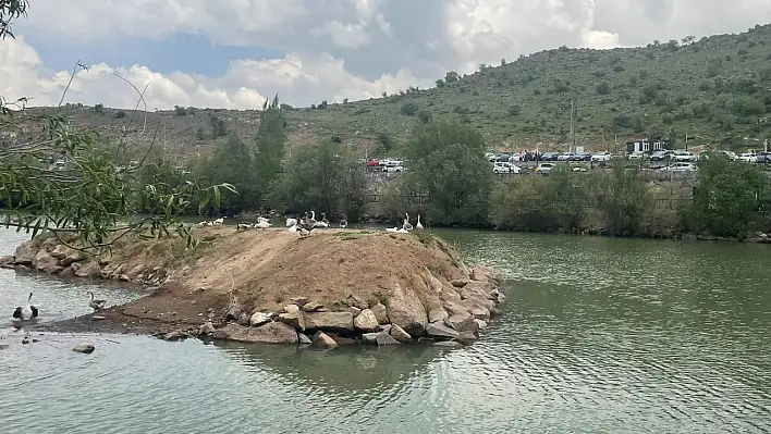 Bu ördek ve kaz adası Kayseri'de